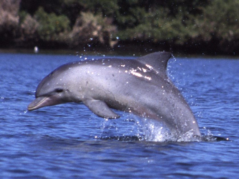 Indo-Pacific bottlenose dolphins