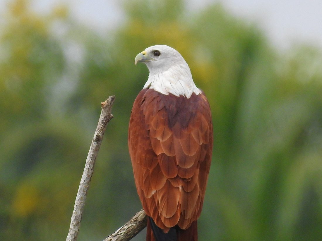 Brahminy kite perched