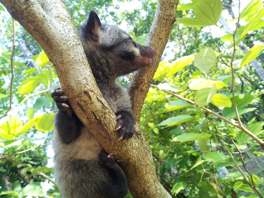 Common palm civet in a tree