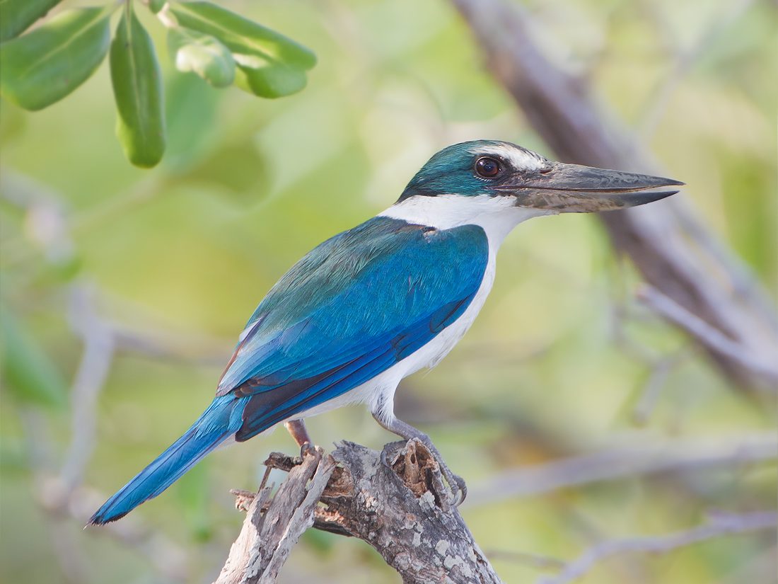 Collared kingfisher perched on a branch