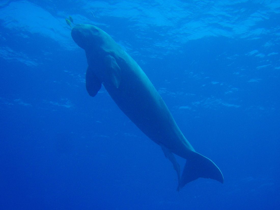 Dugong swimming