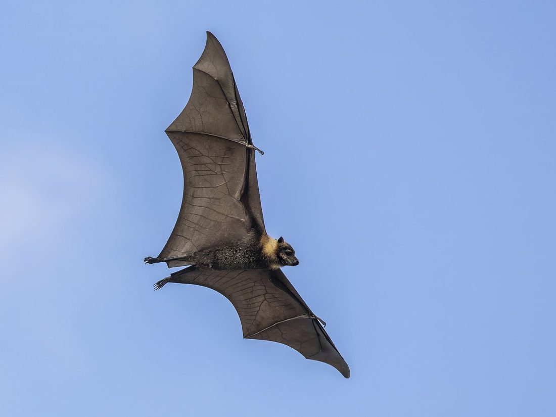 Flying fox in flight