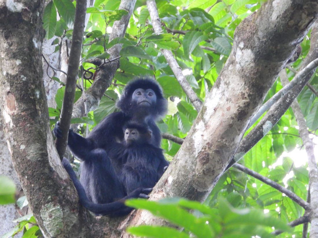 Ebony leaf monkey in a tree