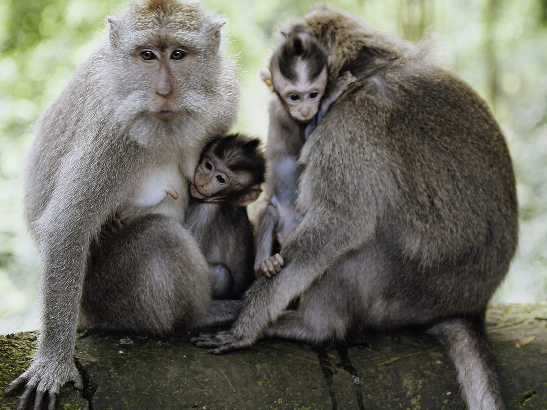 Long-tailed macaques