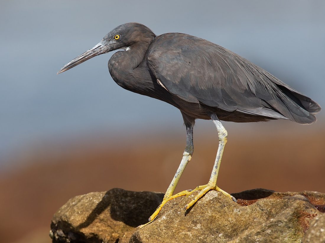 Pacific reef heron on rocks