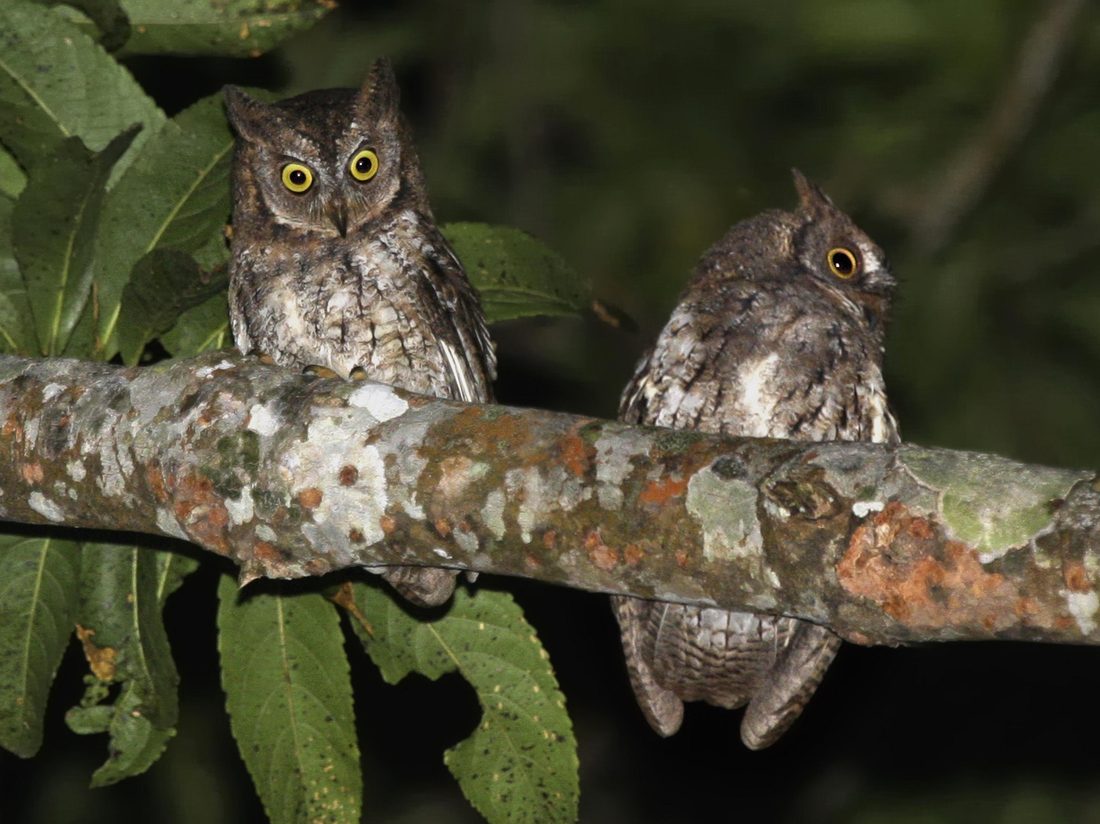 Rinjani scops owl, Otus jolandae, on Lombok