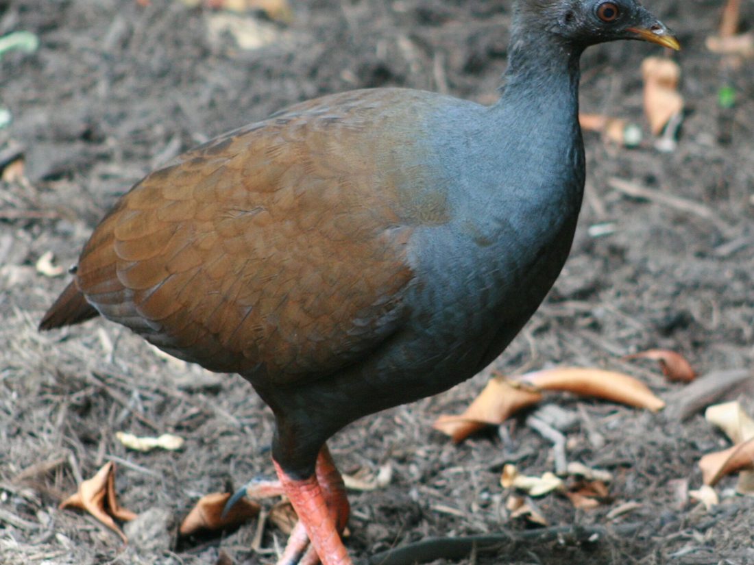 Orange-footed scrubfowl