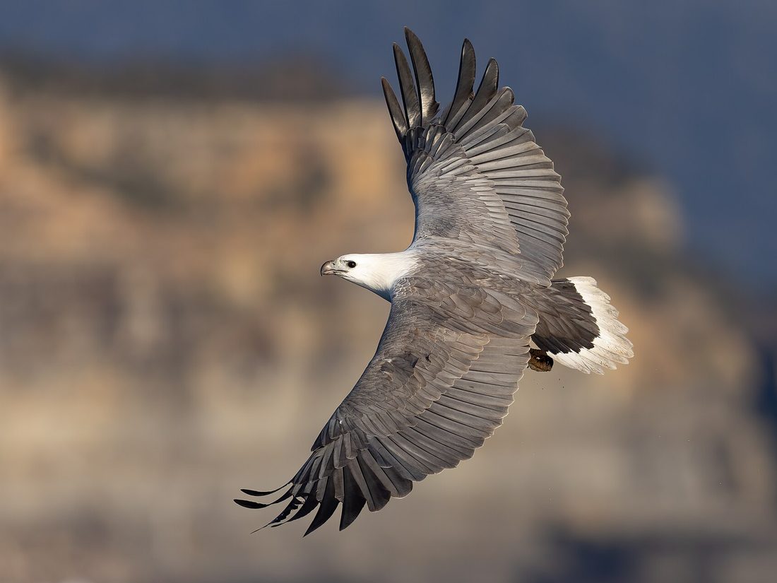 White-bellied sea eagle in flight
