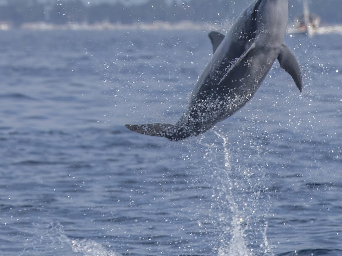 Spinner dolphin leaping