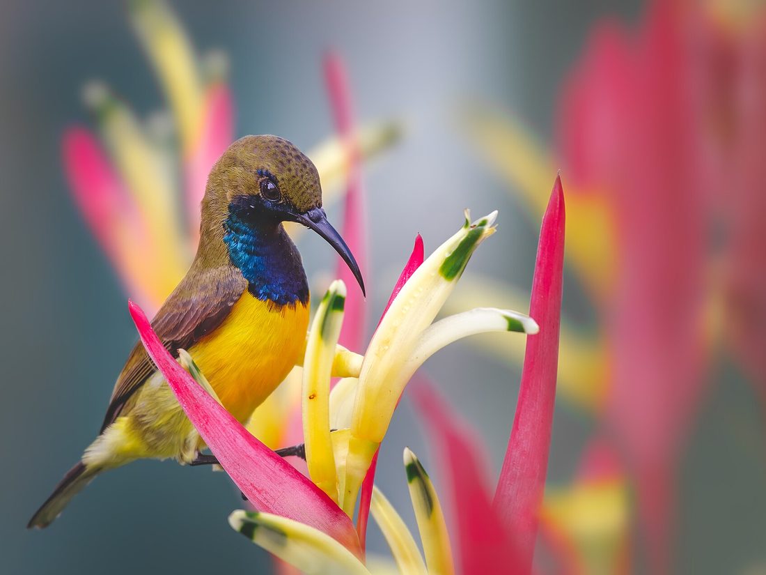 Male olive-backed sunbird at a flower