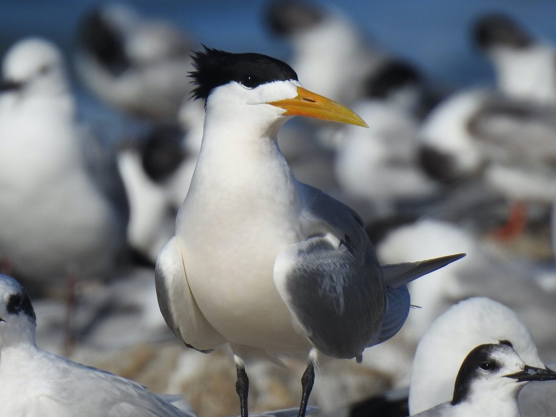 Greater crested terns