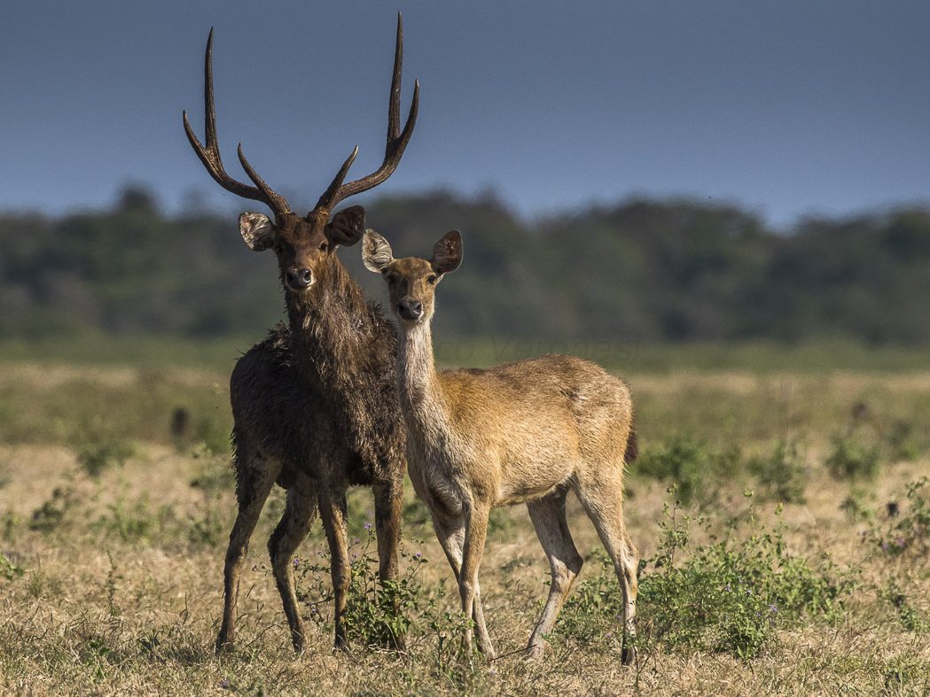 Timor deer