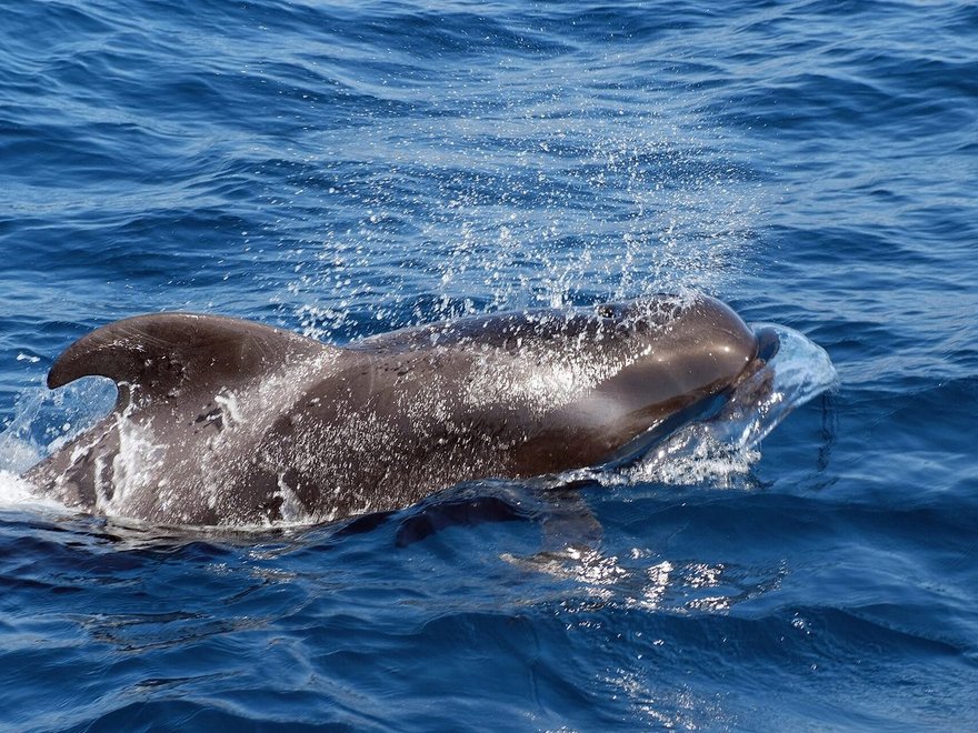 Pilot whales at the surface