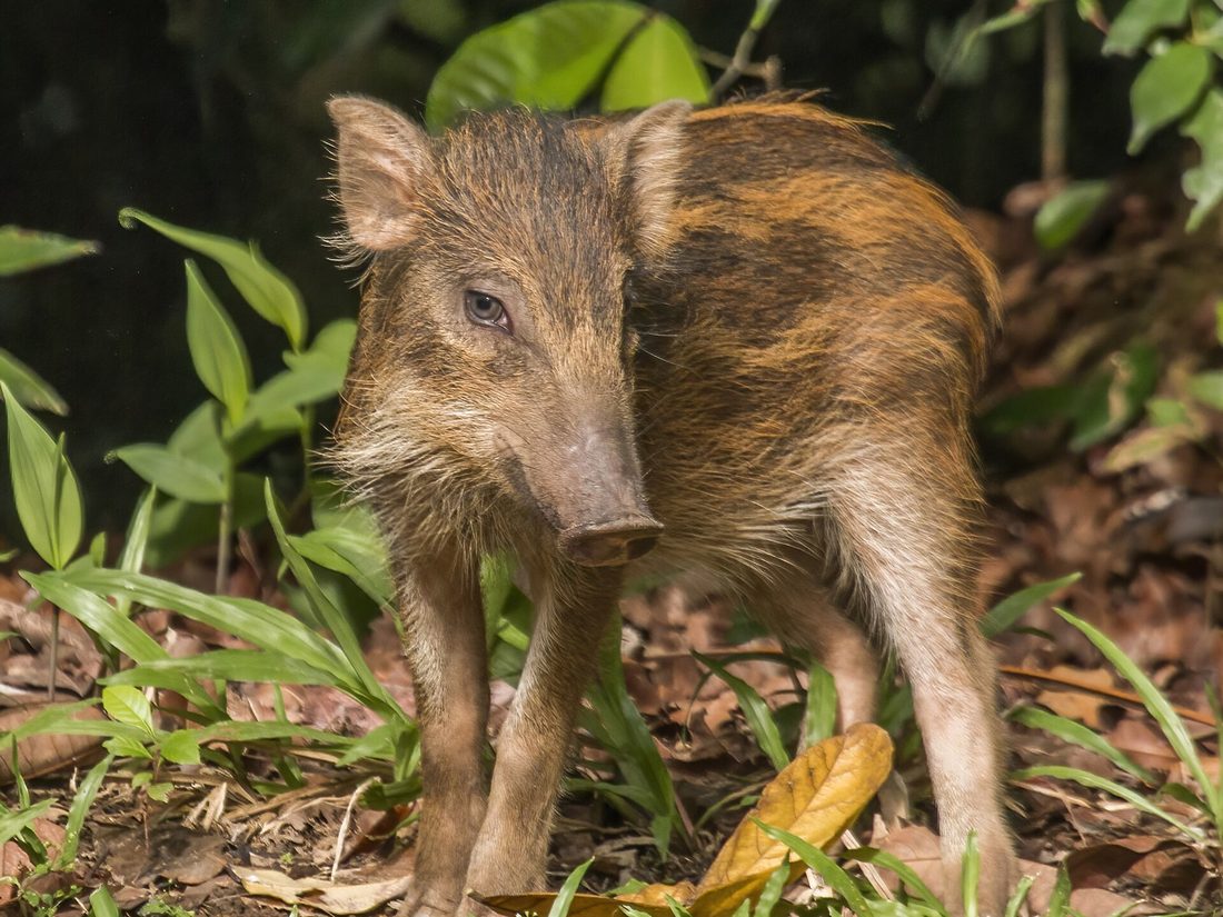 Wild boar