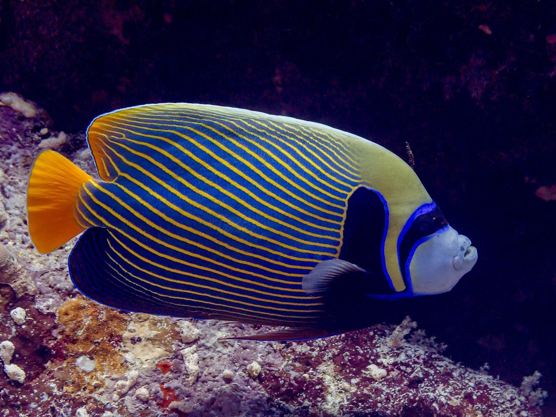 Emperor angelfish