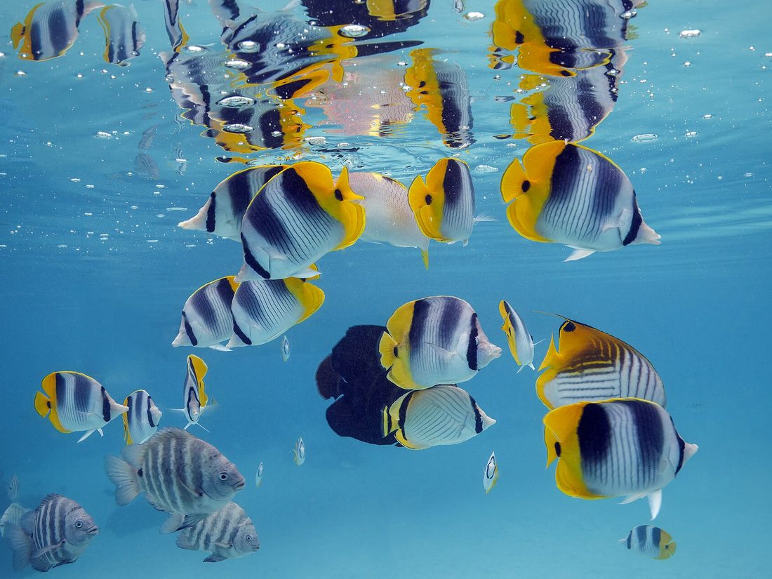 Butterflyfish on the reef