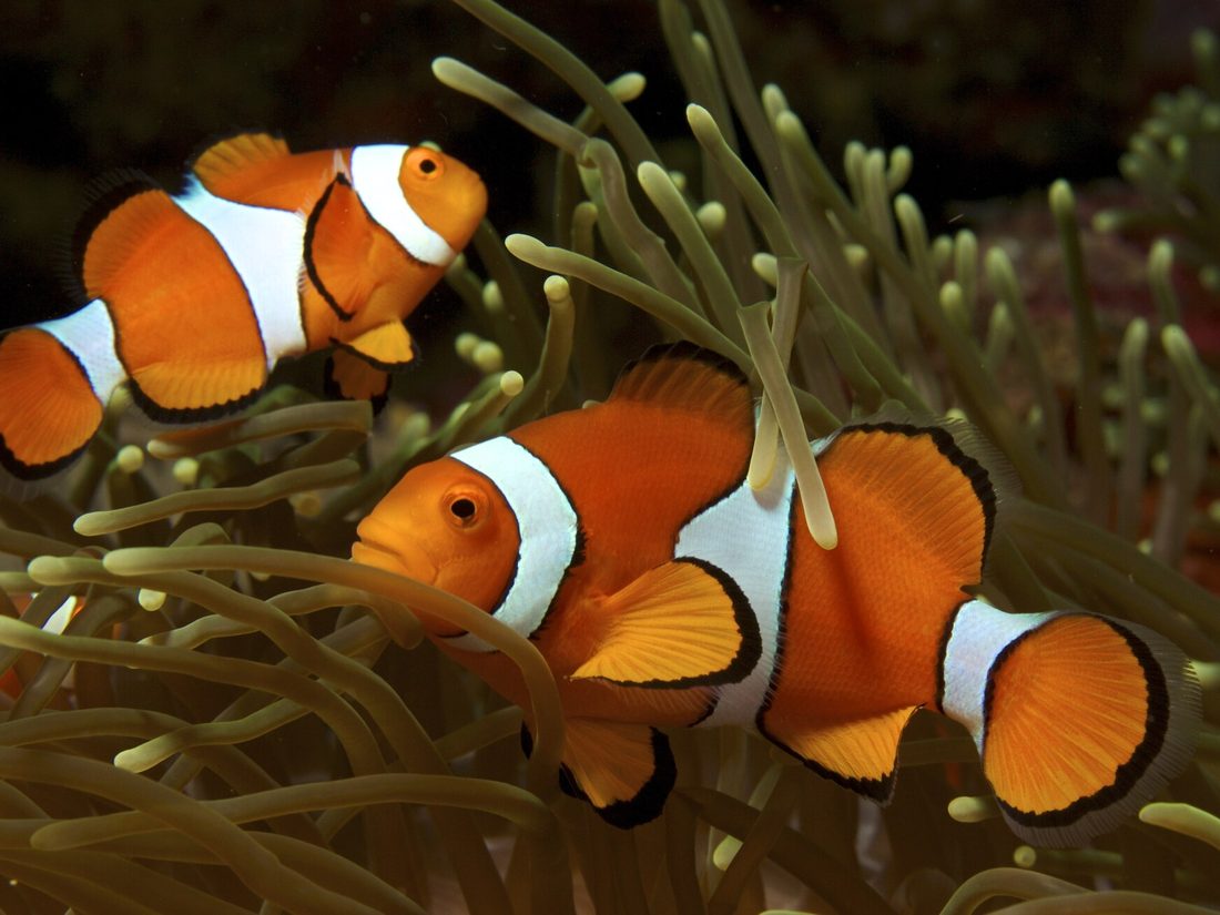 Clownfish in an anemone