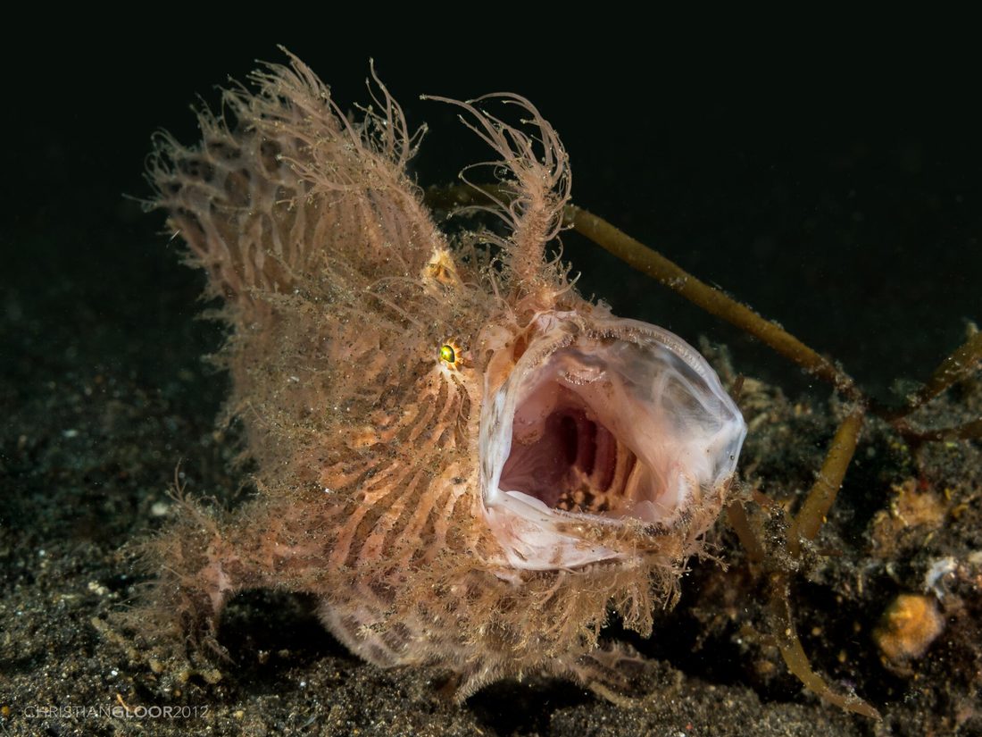 Striated frogfish