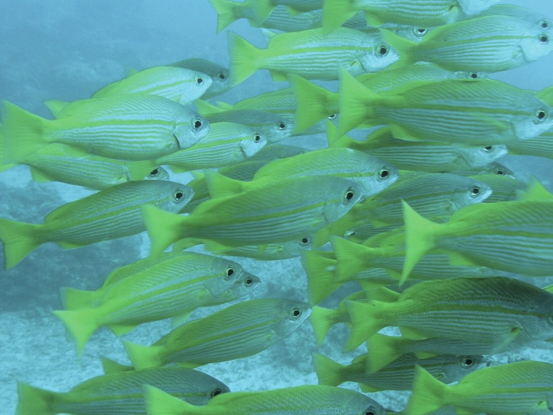 School of snapper on the reef