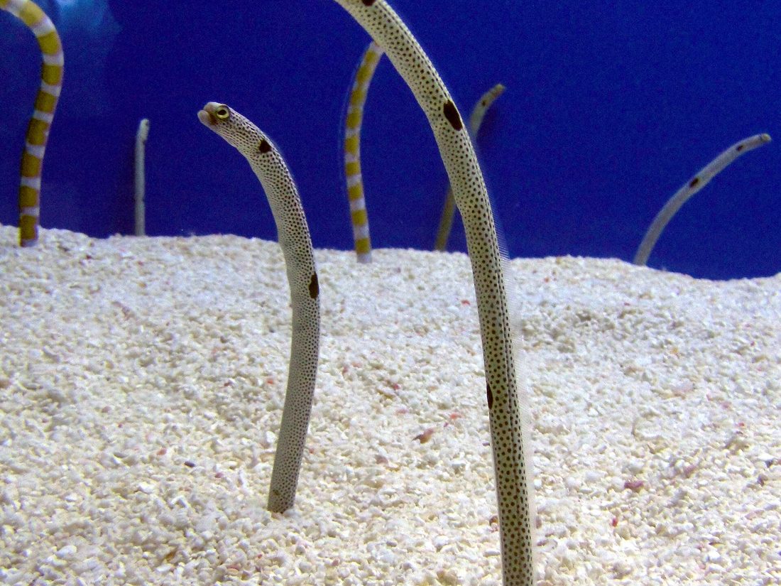 Garden eels standing out of the sand