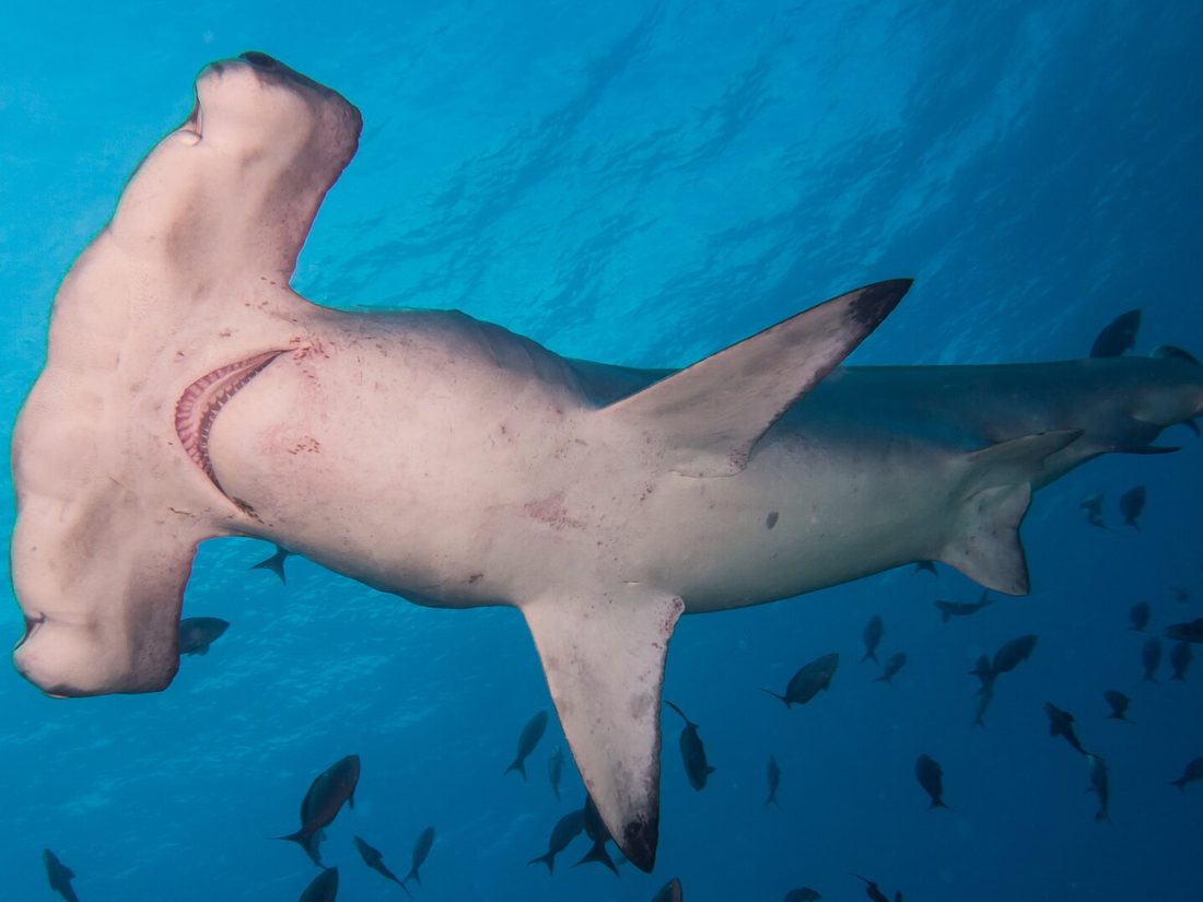 Scalloped hammerhead shark