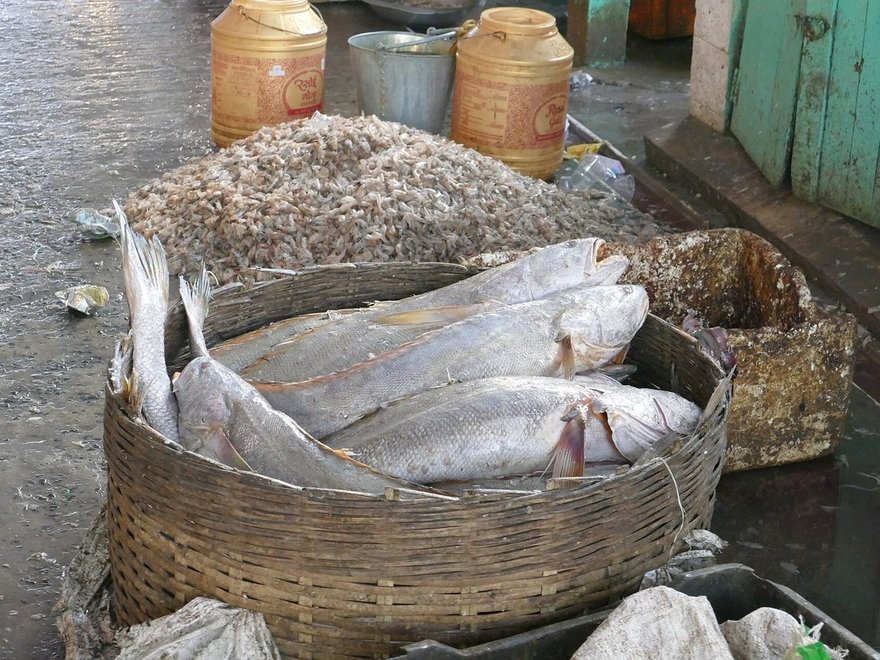 Fresh fish at a market stall