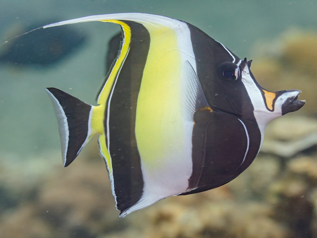 Moorish idol