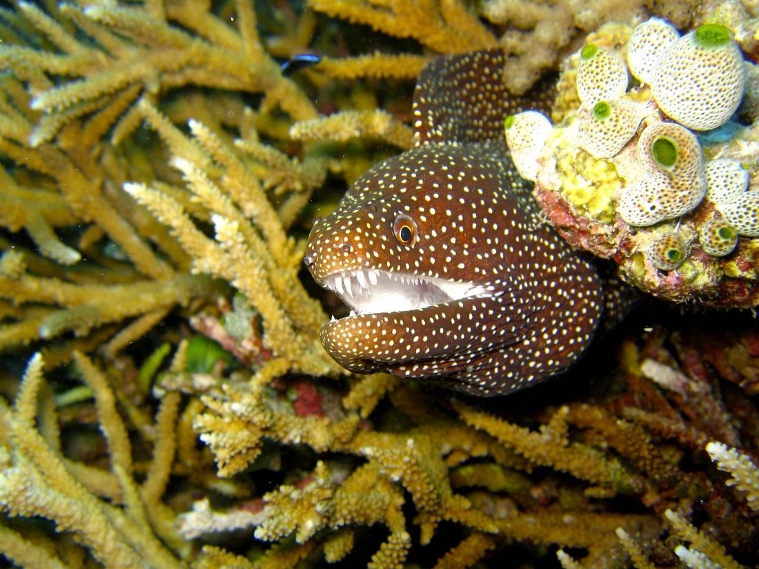 Moray eel in a crevice