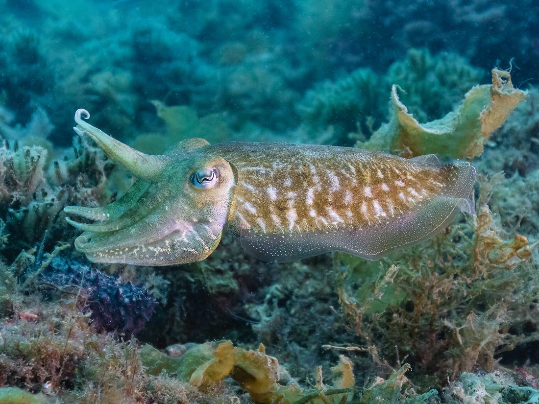 Cuttlefish over the seabed