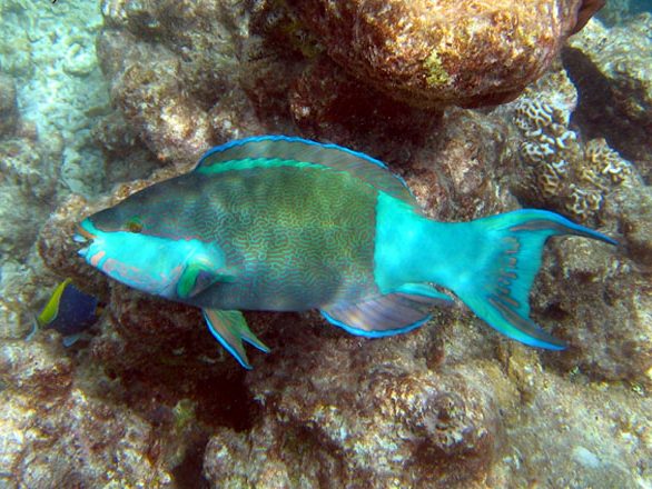 Parrotfish over coral