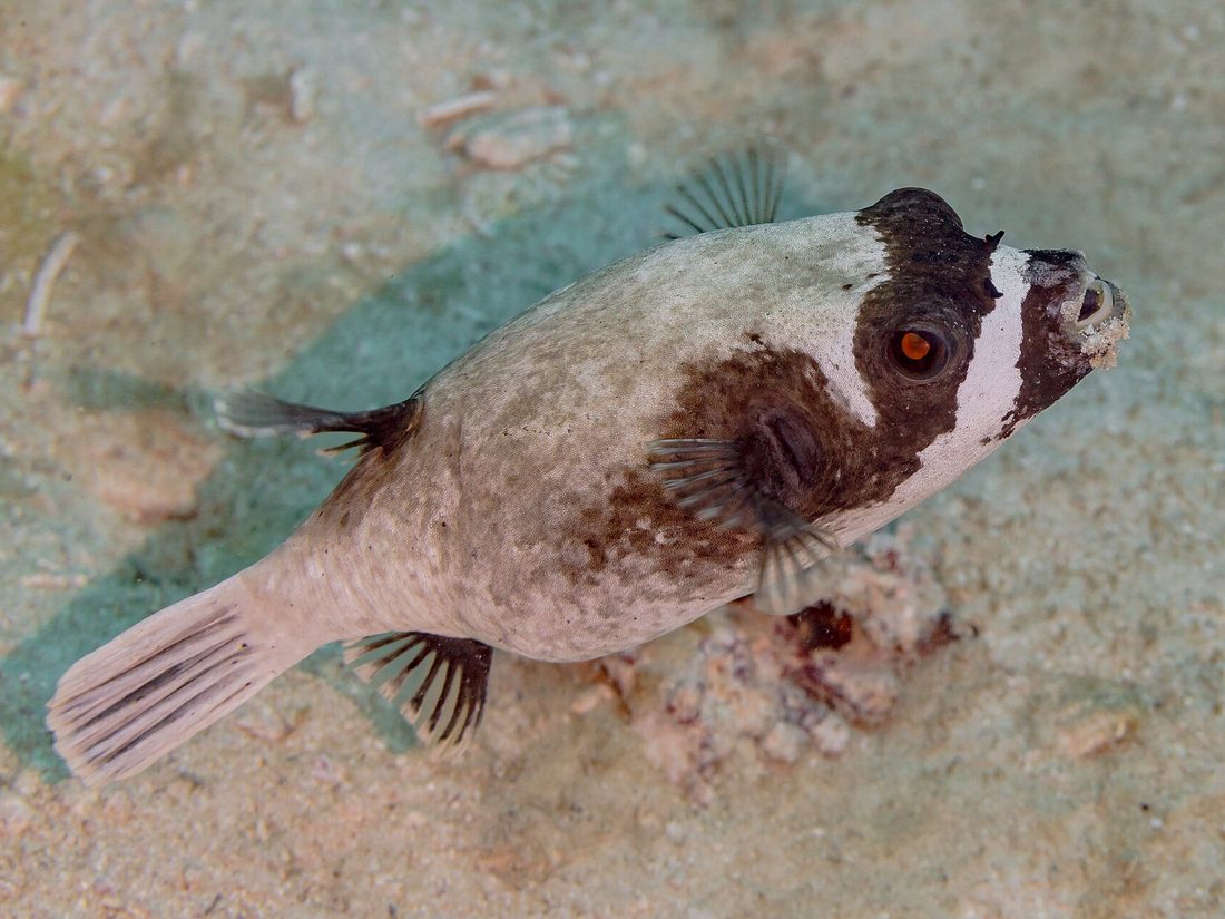 Pufferfish on the reef