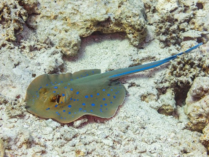 Bluespotted ribbontail ray