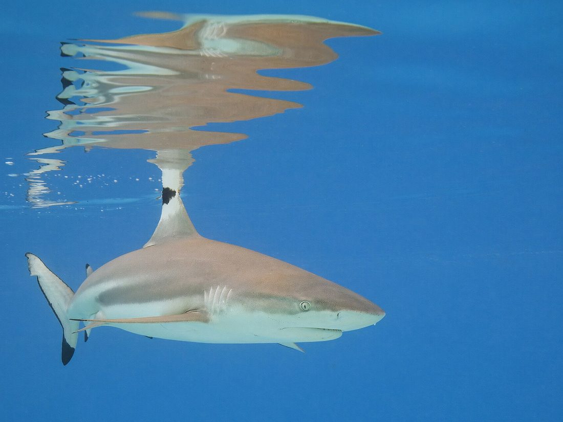 Blacktip reef shark in shallow water