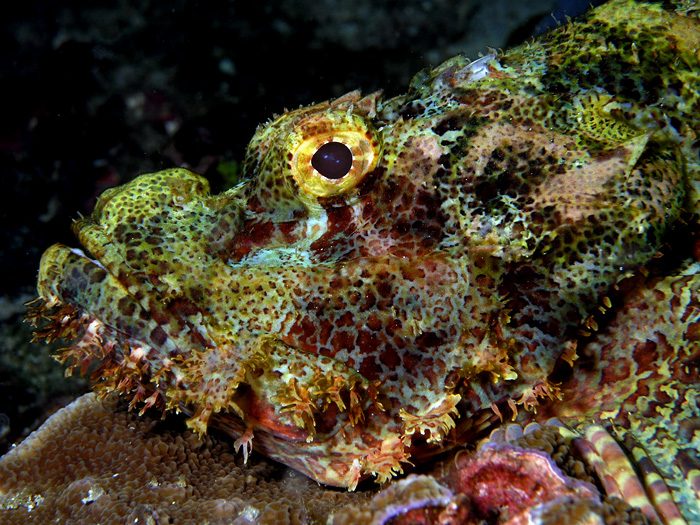 Camouflaged scorpionfish