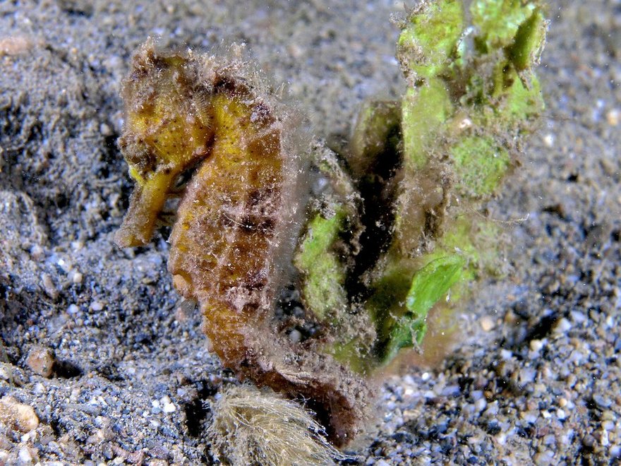 Yellow estuary seahorse