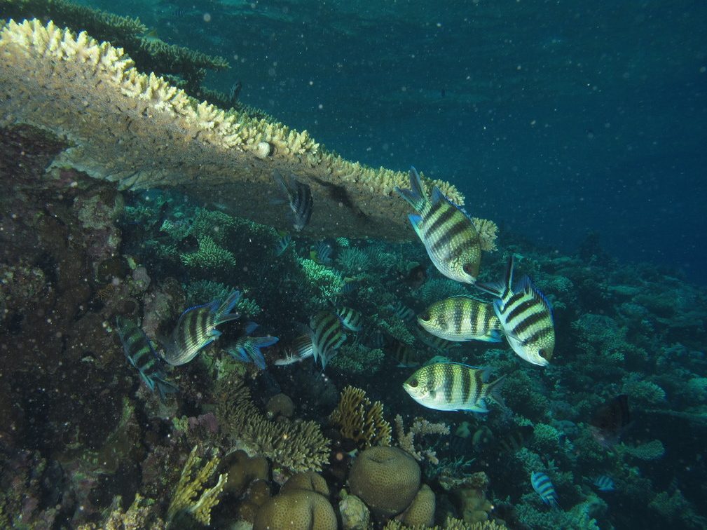 School of sergeant damselfish