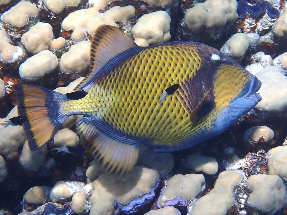 Titan triggerfish