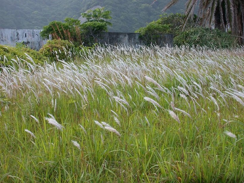 Alang-alang grass, Imperata cylindrica, in seed