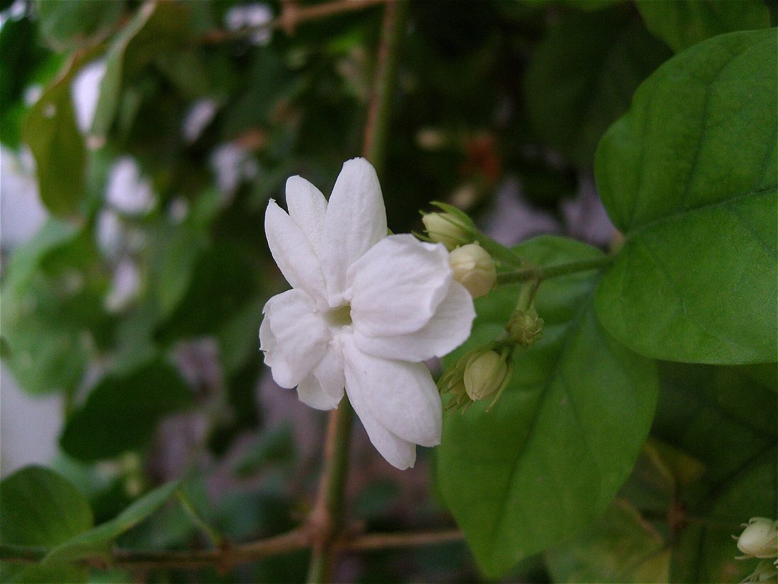 Arabian jasmine, Jasminum sambac