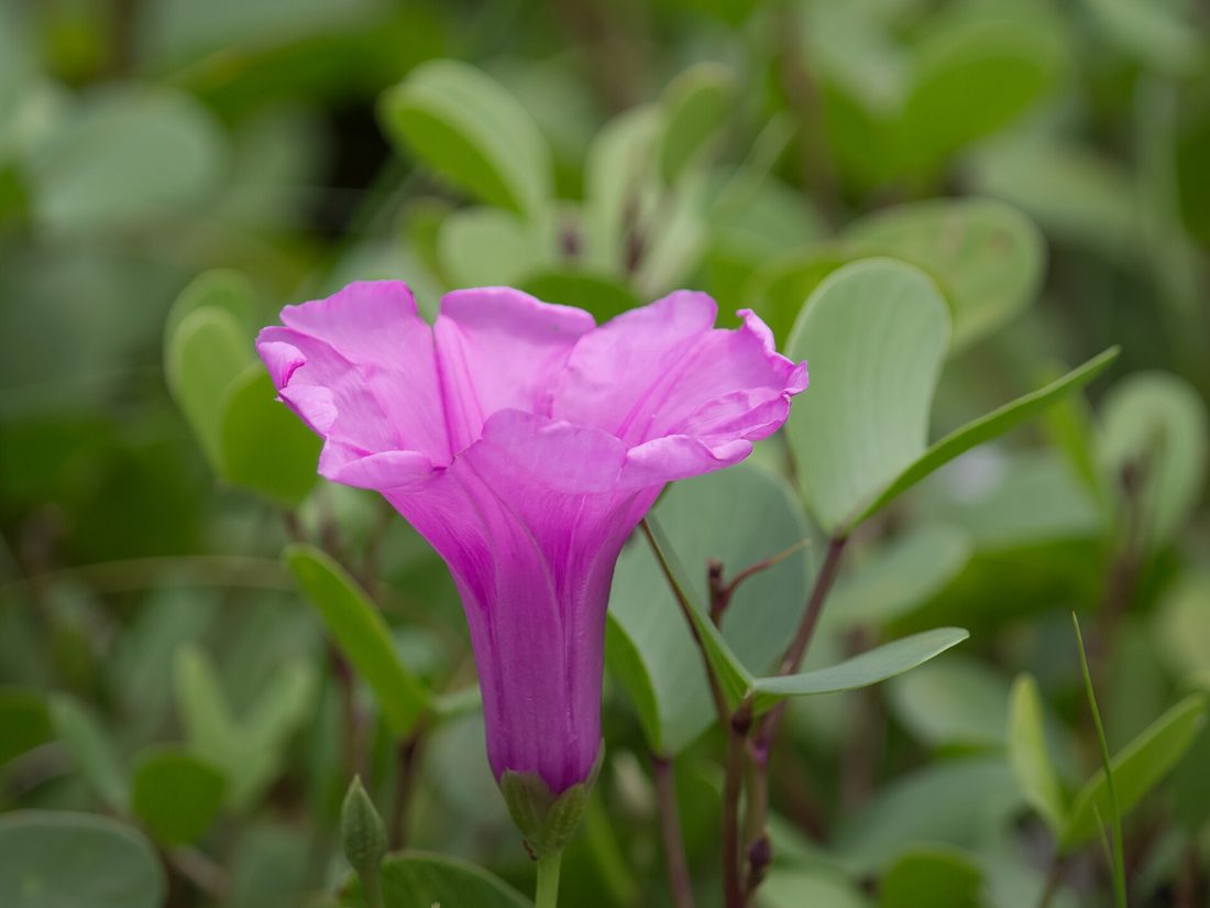 Beach morning glory, Ipomoea pes-caprae