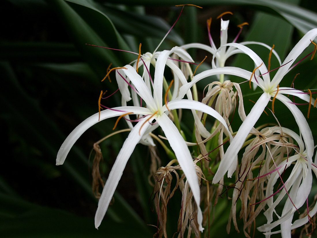 Beach spider lily, Crinum asiaticum