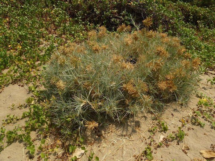 Beach spinifex, Spinifex littoreus