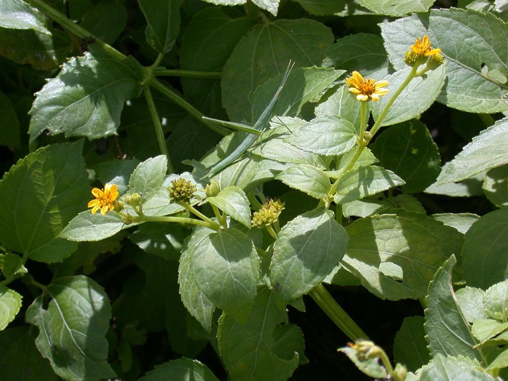 Beach sunflower, Wollastonia biflora