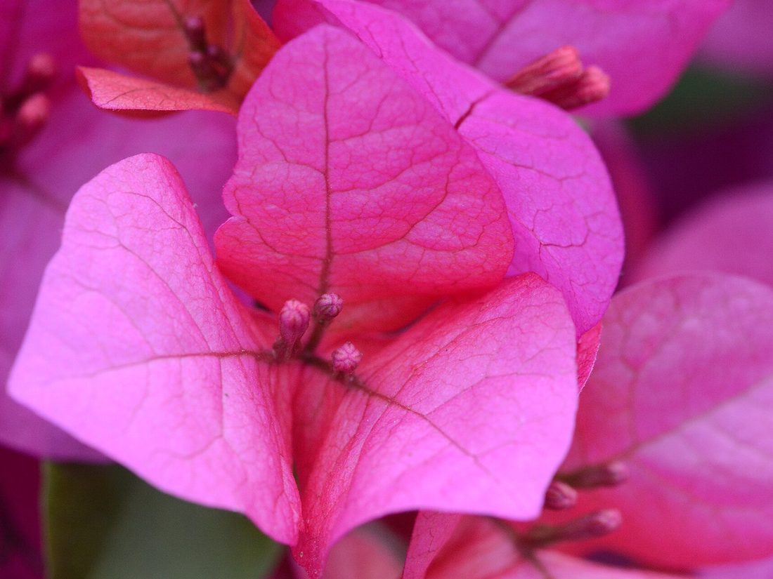 Bougainvillea bracts