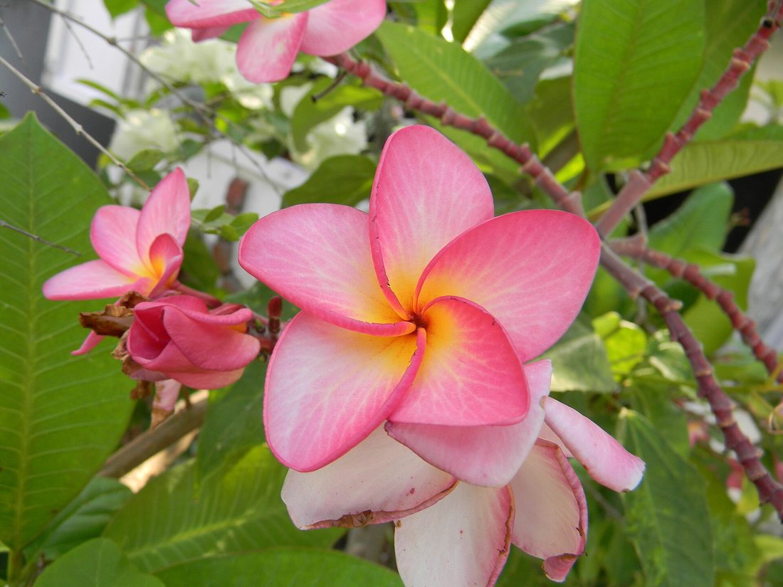 Frangipani, Plumeria