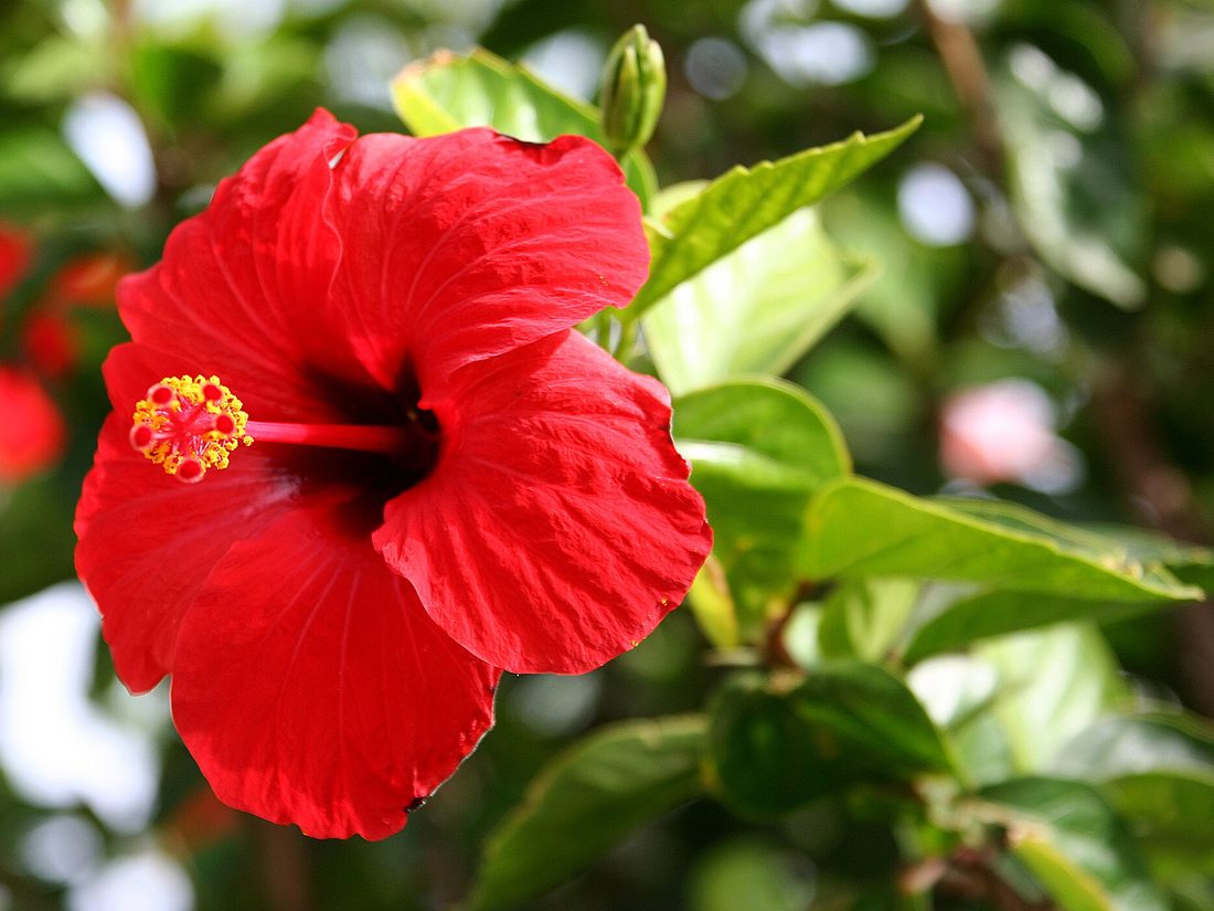 Hibiscus rosa-sinensis flower
