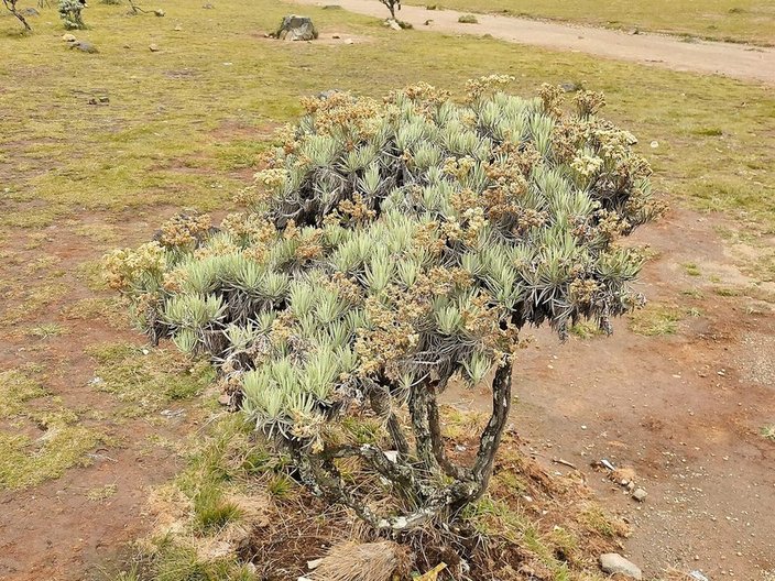 Javanese edelweiss, Anaphalis javanica, growing in situ