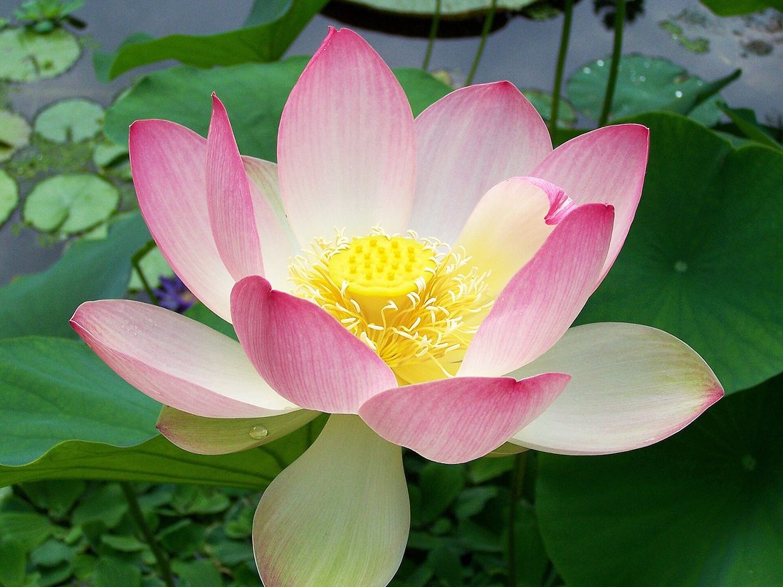 Sacred lotus, Nelumbo nucifera