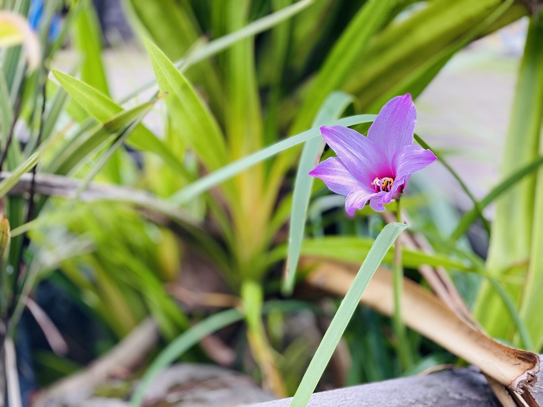 Epiphytic orchid growing on a mossy trunk in montane forest