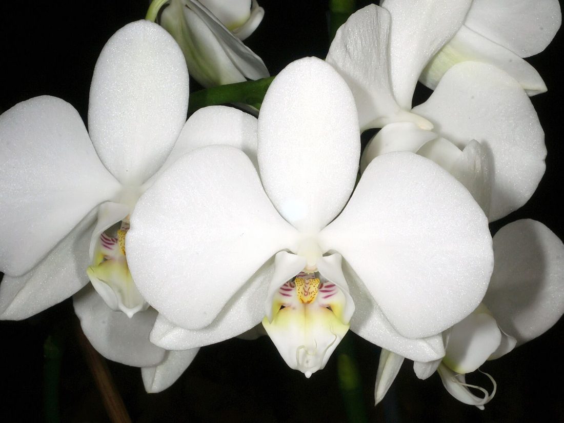 Moon orchid, Phalaenopsis amabilis